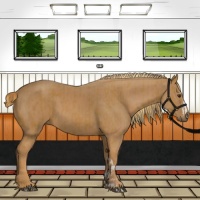 Horse Color:Chestnut  and Chestnut 