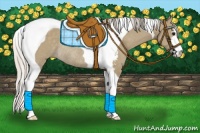 Horse Color:Silver Grullo Sabino Tobiano Rabicano 