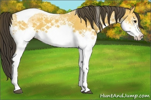 Horse Color:White Spotted Buckskin Tobiano 