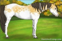 Horse Color:White Spotted Buckskin Tobiano 