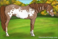 Horse Color:Red Roan Frame 