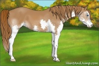 Horse Color:Chestnut Sabino Splash