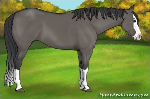 Horse Color:Grullo Splash