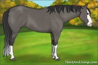 Horse Color:Grullo Splash 