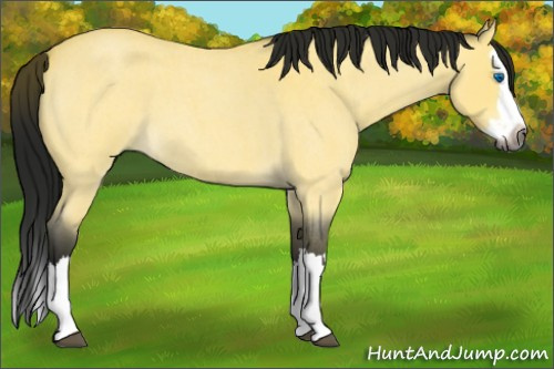 Horse Color:Gray Buckskin Roan Splash 