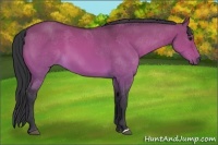 Horse Color:Brown Dun