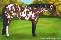 Horse Color:Brown Near Leopard 