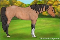 Horse Color:Bay Roan 