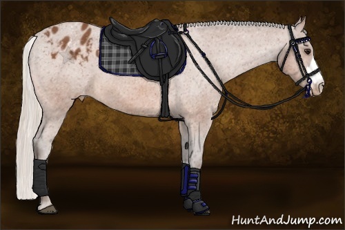Horse Color:Silver Bay Appaloosa