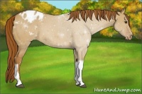 Horse Color:Red Dun Tobiano Appaloosa 