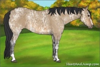 Horse Color:Bay Ice Dun Sabino 