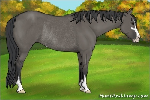 Horse Color:Grullo Sabino Rabicano