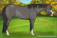 Horse Color:Grullo Sabino Rabicano