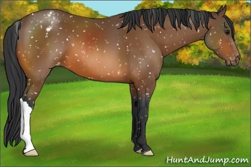 Horse Color:Bay Appaloosa 