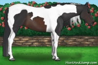Horse Color:Brown Tobiano 