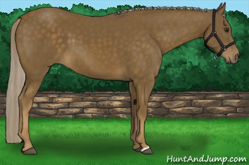 Horse Color:Chocolate Palomino 