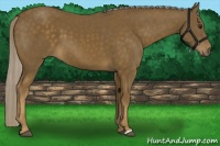 Horse Color:Chocolate Palomino 