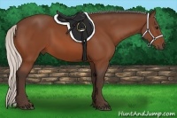 Horse Color:Silver Bay