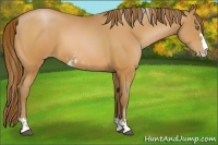 Horse Color:Bay Pearl Sabino 