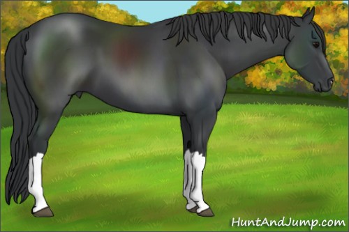 Horse Color:Black 