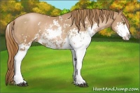 Horse Color:Chestnut Pearl Sabino