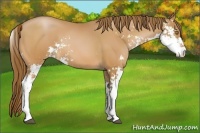 Horse Color:Bay Pearl Sabino 