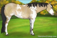 Horse Color:Bay Dun Sabino Rabicano