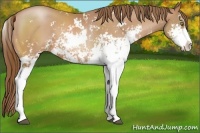 Horse Color:Bay Pearl Sabino 