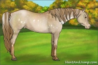 Horse Color:White Spotted Liver Chestnut Pearl Snowflake Varnish