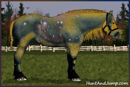 Horse Color:ERROR: UNKNOWN ANOMALY