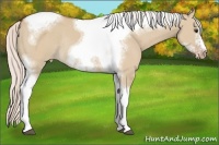Horse Color:Silver Bay Dun Sabino Tobiano Frame Varnish Rabicano 