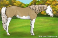 Horse Color:Chocolate Palomino Roan Dun Splash