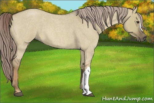Horse Color:Chocolate Palomino Roan Dun 