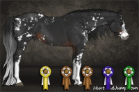 Horse Color:Gray Brown Sabino 