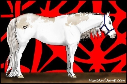 Horse Color:White Spotted Chocolate Palomino Pearl Dun Splash 