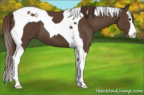 Horse Color:Liver Chestnut Splash Tobiano 