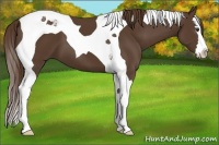 Horse Color:Liver Chestnut Splash Tobiano 