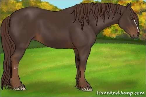 Horse Color:Liver Chestnut Frame 
