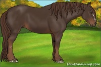 Horse Color:Liver Chestnut Frame 