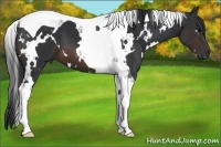 Horse Color:White Spotted Brown Tobiano 