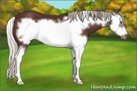 Horse Color:Silver Brown Splash Frame