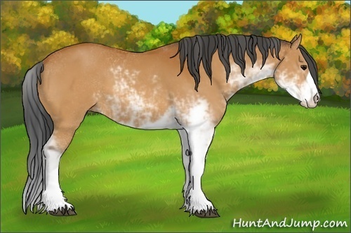 Horse Color:Bay Sabino