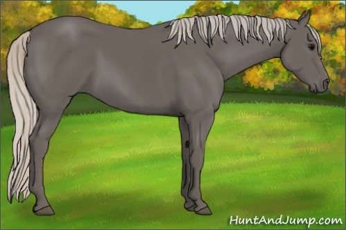 Horse Color:Silver Black 