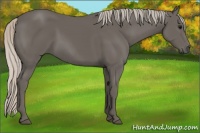 Horse Color:Silver Black