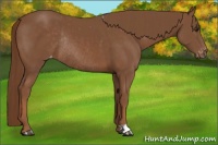 Horse Color:Chestnut Varnish Rabicano 