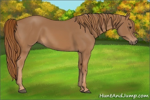 Horse Color:Chestnut 