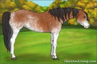 Horse Color:White Spotted Bay