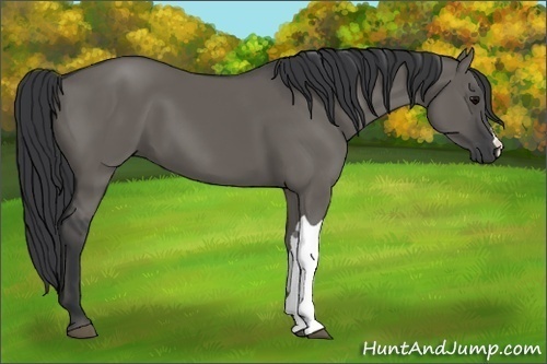 Horse Color:Grullo