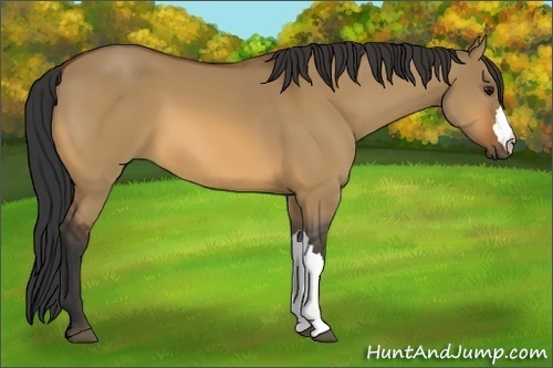 Horse Color:Bay Dun