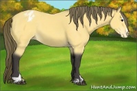 Horse Color:Buckskin Sabino Appaloosa